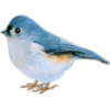 bird - Animais - 