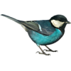 Bird - 动物 - 