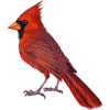 bird - Animales - 