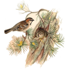bird - Illustrations - 