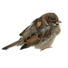 bird - Predmeti - 