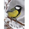 bird in winter - Животные - 