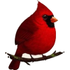 birds - Animales - 