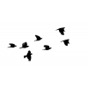 birds - Predmeti - 