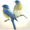 birds on a branch - 动物 - 