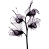 black flower - Ostalo - 