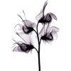 black flower - Anderes - 