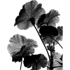 black flowers - Plants - 