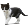 black and white kitten - 动物 - 