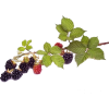 blackberries - Comida - 
