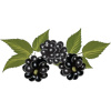 blackberries - Comida - 