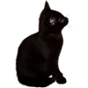 black cat 2 - Anderes - 