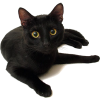 black cat - Uncategorized - 