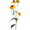 black eyed susans flower - Priroda - 