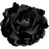 black rose - Piante - 