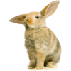 Rabbit - Animais - 