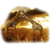 Giraffe - Tiere - 