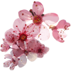 Blossom Plants Pink - Piante - 