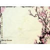 Blossom - Illustrations - 