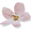 blossom - Plants - 