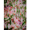 blossoms  by diana parsons no permission - Fondo - 