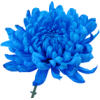 blue flower 2 - Plantas - 