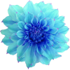 blue flower 3 - 植物 - 