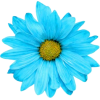 blue flower 5 - Natura - 