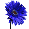 blue flower 6 - 植物 - 