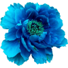 blue flower - Rastline - 