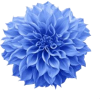 blue dahlia - Biljke - 