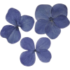 blue flowers - Uncategorized - 