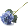 blue hydrangea stem  - Piante - 