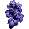 blue orchid flowers - Piante - 