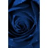 blue rose - Uncategorized - 