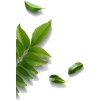 border green stem plant - Piante - 