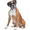 boxer dog - Animais - 