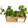 box of plants - Requisiten - 