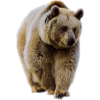 brown bear - 動物 - 