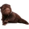 brown bear cub - 動物 - 