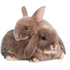 brown rabbits - Animales - 