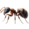 bube - Animali - 