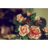 Roses - Meine Fotos - 
