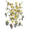 bunch of chamomile flowers - Pflanzen - 