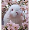 bunny - 動物 - 