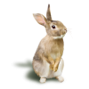 bunny - Belt - 