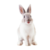 bunny - 小物 - 
