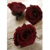 burgundy roses - Moje fotografie - 