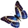 butterflies - 動物 - 