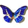 butterfly - Životinje - 